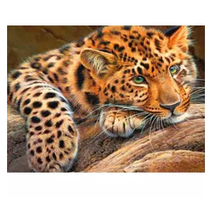 Раскраска по номерам 40*50см "Леопард" OPP (холст на раме краски+кисти)