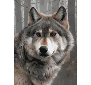 Раскраска по номерам 40*50см "Волк" OPP (холст на раме краски+кисти)