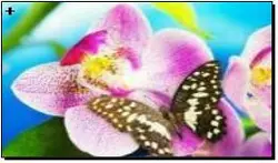 Алмазная мозаика по номерам 30*40 "Бабочка на орхидее" в рулоне
