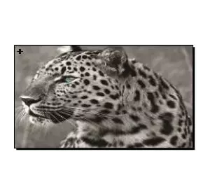 Алмазная мозаика по номерам 20*30см "Леопард" карт уп. (холст на раме)
