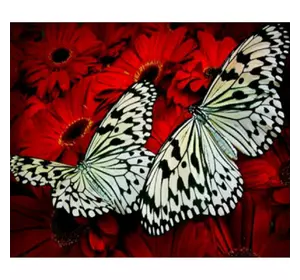 Раскраска по номерам 40*50см "Белые бабочки" OPP (холст на раме краски+кисти)