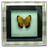 Метелик в рамці (30х30 см)(X03-3-1)