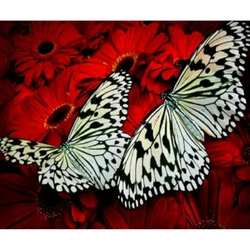 Розмальовка за номерами 30*40см "Метелики" OPP (полотно на рамі фарби+кисті)