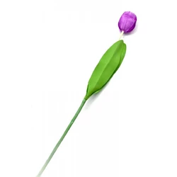 Тюльпан (63 см)