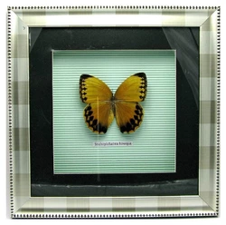 Метелик в рамці (30х30 см)(X03-3-1)
