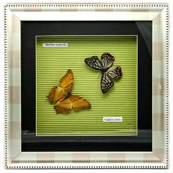 Метелики в рамці (30х30х3,5 см)(X03-3)