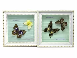Метелики в рамці (21х21х3 см)(AD370-4)