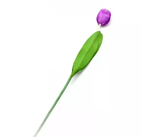 Тюльпан (63 см)