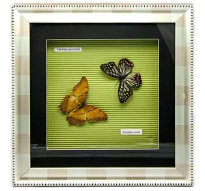 Метелики в рамці (30х30х3,5 см)(X03-3)