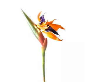 Цветок "Стрелиция" (92 см)