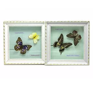 Метелики в рамці (21х21х3 см)(AD370-4)